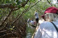 Kanufahrt durch Magroven - La Boquilla  (10)