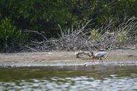 Kanufahrt durch Magroven - La Boquilla  (11)
