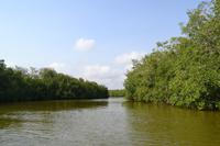 Kanufahrt durch Magroven - La Boquilla  (13)