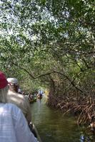 Kanufahrt durch Magroven - La Boquilla  (14)