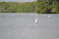 Kanufahrt durch Magroven - La Boquilla  (15)