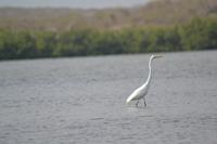 Kanufahrt durch Magroven - La Boquilla  (16)