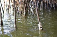 Kanufahrt durch Magroven - La Boquilla  (17)