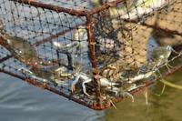 Kanufahrt durch Magroven - La Boquilla  (22)