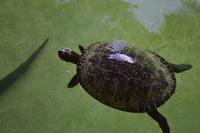 Miccosukee Indian Village Miami (6)