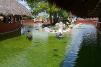 Miccosukee Indian Village Miami (7)