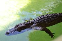 Miccosukee Indian Village Miami (13)