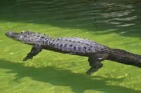 Miccosukee Indian Village Miami (15)