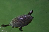 Miccosukee Indian Village Miami (16)