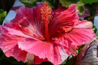 Antigua Guatemala (1)