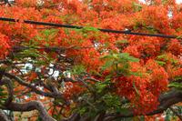 Puntarenas Costa Rica (2)