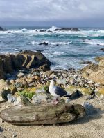 17-Mile Drive, Bird Rock