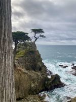 17-Mile Drive, The lone Cypress