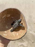 Sea Turtle Rescue Center, Acapulco 