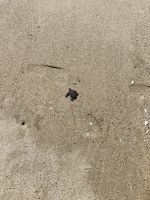 Sea Turtle Rescue Center, Acapulco 