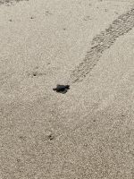 Sea Turtle Rescue Center, Acapulco 