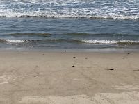 Sea Turtle Rescue Center, Acapulco 