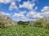 Everglades