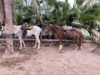 Stone Island mit zwei PS