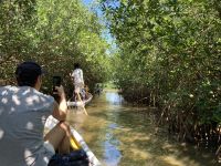 Fahrt durch die Mangroven