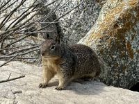 Pebble Beach - Erdhörnchen 