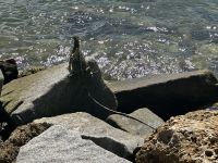 Miami - grüner Leguan