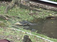 Mississippi-Aligator mit Schildkröten