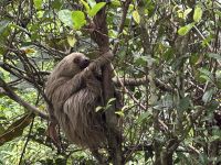 Faultier Rehabilitationszentrum