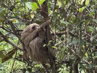 Faultier Rehabilitationszentrum