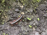 Tausendfüßler - Harpaphe