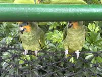 Kuckuck - wir sind auch Amazonenpapageien