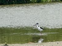 Amerikanischer Stelzenläufer