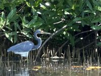 Fahrt durch die Mangroven - Dreifarbenreiher