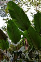 Costa Rica, Carara-Nationalpark