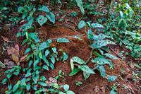 Costa Rica, Carara-Nationalpark