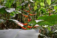 Costa Rica, Carara-Nationalpark