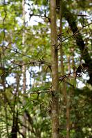 Costa Rica, Carara-Nationalpark