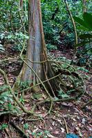Costa Rica, Carara-Nationalpark