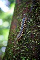 Costa Rica, Carara-Nationalpark