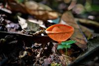 Costa Rica, Carara-Nationalpark
