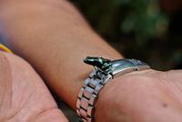 Costa Rica, Carara-Nationalpark