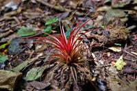 Costa Rica, Carara-Nationalpark