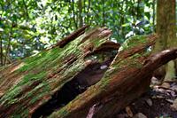 Costa Rica, Carara-Nationalpark