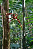 Costa Rica, Carara-Nationalpark