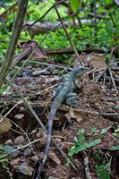 Costa Rica, Carara-Nationalpark