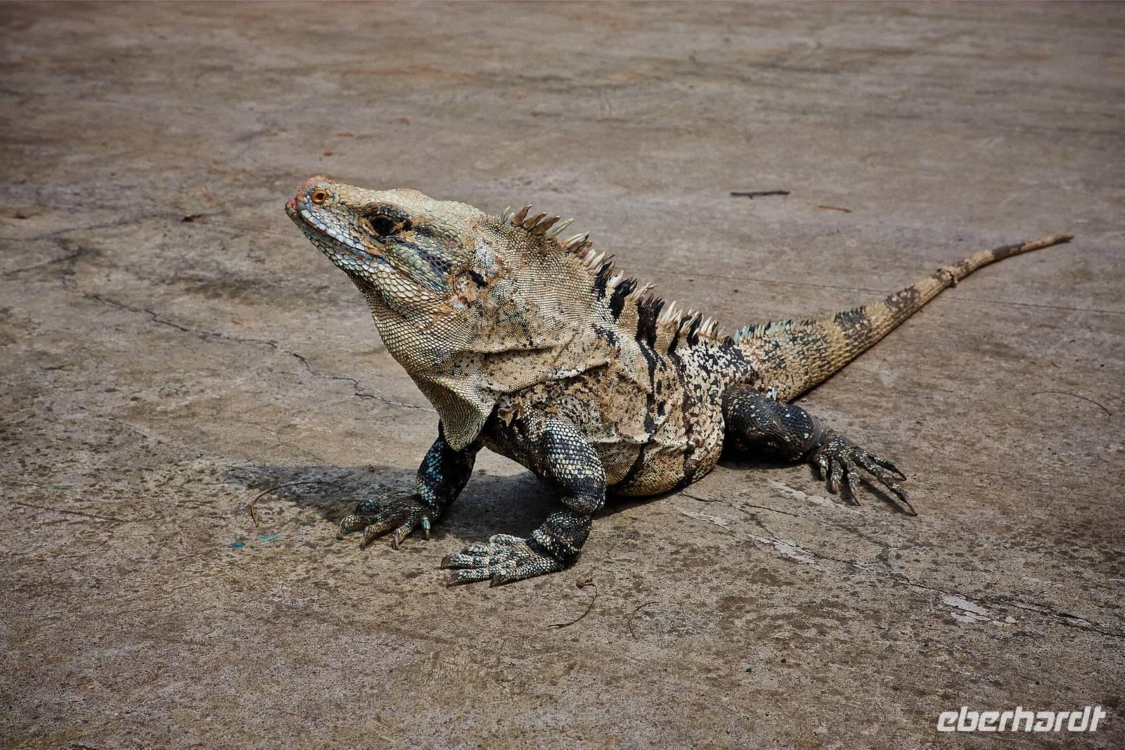 Costa Rica, Carara-Nationalpark