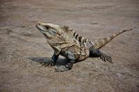 Costa Rica, Carara-Nationalpark