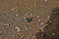 Costa Rica, Carara-Nationalpark