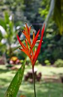 Costa Rica, Carara-Nationalpark