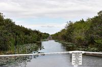 In den Everglades